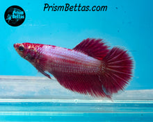 Load image into Gallery viewer, Pink Salamander Halfmoon Female