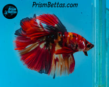 Load image into Gallery viewer, Candy Koi Halfmoon Male