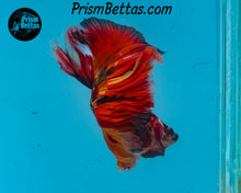 Load image into Gallery viewer, Candy Koi Halfmoon Male