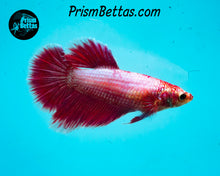 Load image into Gallery viewer, Pink Salamander Halfmoon Female