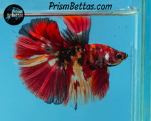 Load image into Gallery viewer, Candy Koi Halfmoon Male
