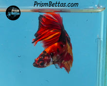Load image into Gallery viewer, Candy Koi Halfmoon Male