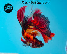 Load image into Gallery viewer, Candy Koi Halfmoon Male