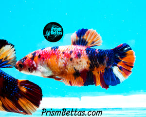 Candy Koi Halfmoon Plakat Female