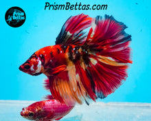 Load image into Gallery viewer, Candy Koi Halfmoon Male