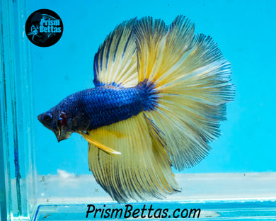 Mustard Gas Halfmoon Male