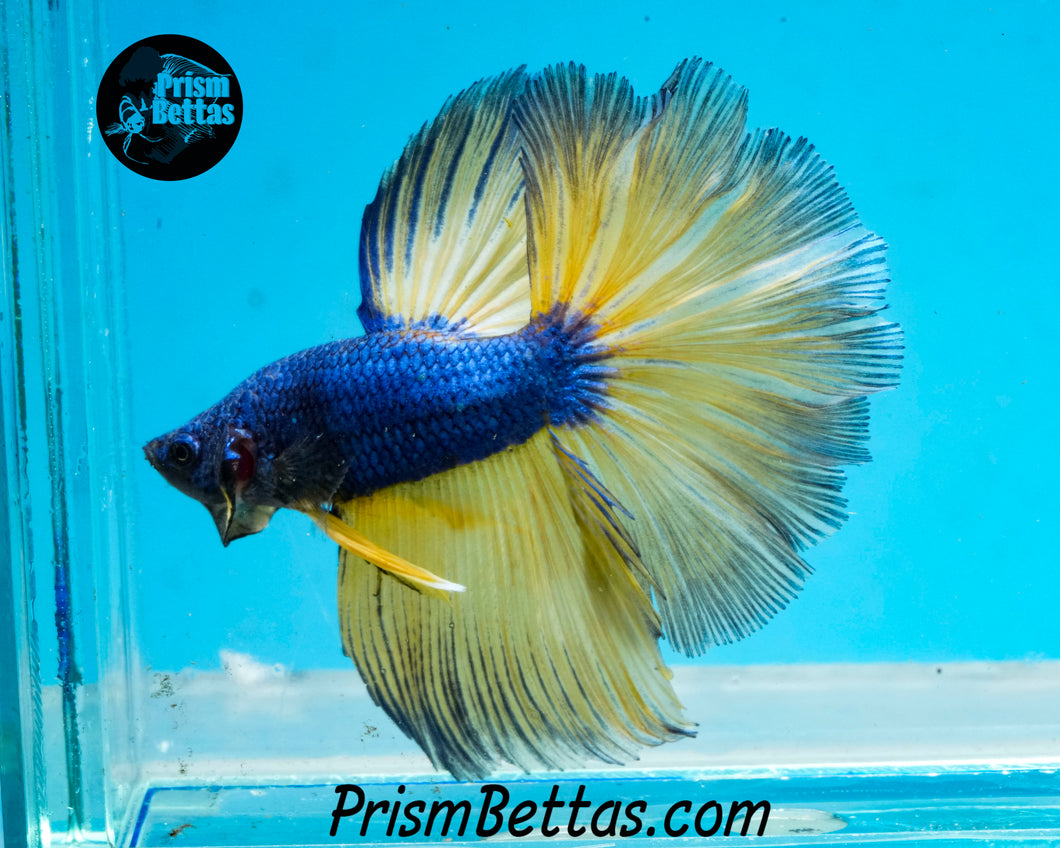 Mustard Gas Halfmoon Male