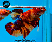 Load image into Gallery viewer, Candy Koi Halfmoon Plakat Male