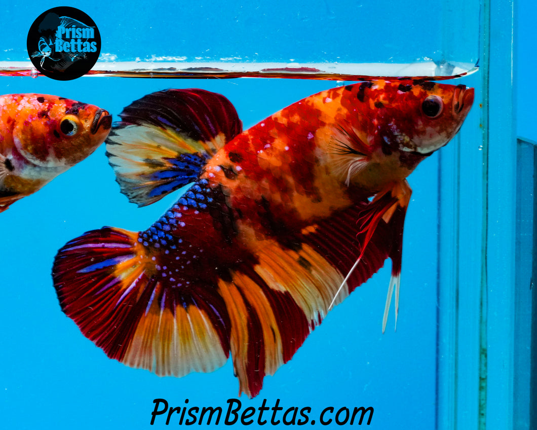 Candy Koi Halfmoon Plakat Male