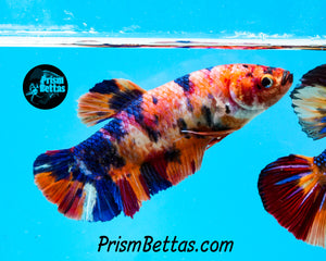 Candy Koi Halfmoon Plakat Female