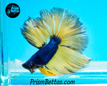 Load image into Gallery viewer, Mustard Gas Halfmoon Male