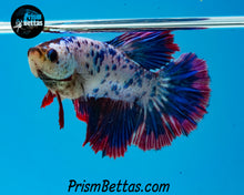 Load image into Gallery viewer, Polkadot Marble Halfmoon Female