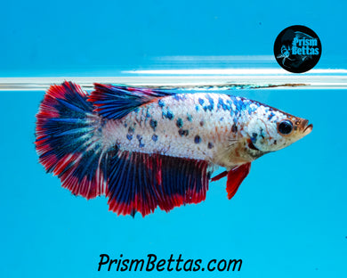 Polkadot Marble Halfmoon Female