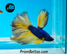 Load image into Gallery viewer, Mustard Gas Halfmoon Male