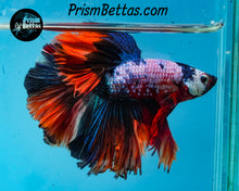 Load image into Gallery viewer, Rainbow Marble Halfmoon Mlale