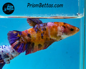 Candy Koi Female GIANT Halfmoon Plakat Female