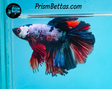 Load image into Gallery viewer, Rainbow Marble Halfmoon Mlale