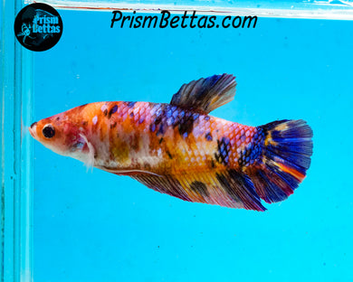 Candy Koi Female GIANT Halfmoon Plakat Female