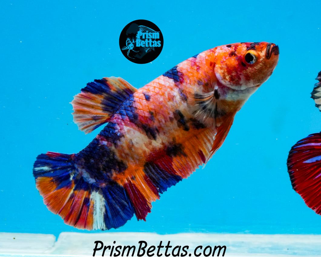 Candy Koi Halfmoon Plakat Female