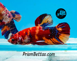 Candy Koi Halfmoon Plakat Male