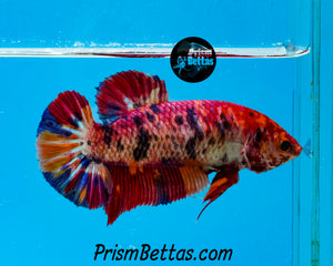 Candy Koi Halfmoon Plakat Female