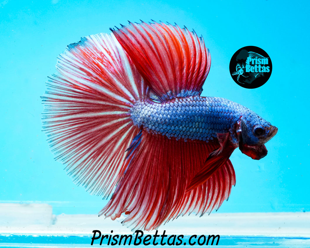 Fantasy Halfmoon Male