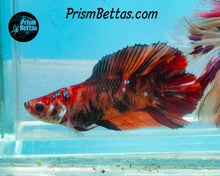 Load image into Gallery viewer, Candy Koi Doubletail Halfmoon Female