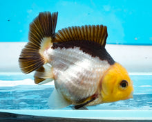 Load image into Gallery viewer, Panda Oranda (2.75-3.5 inches) Imported from Thailand