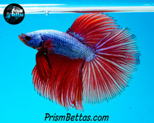 Load image into Gallery viewer, Fantasy Halfmoon Male