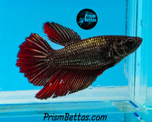 Load image into Gallery viewer, Red Copper Halfmoon Female