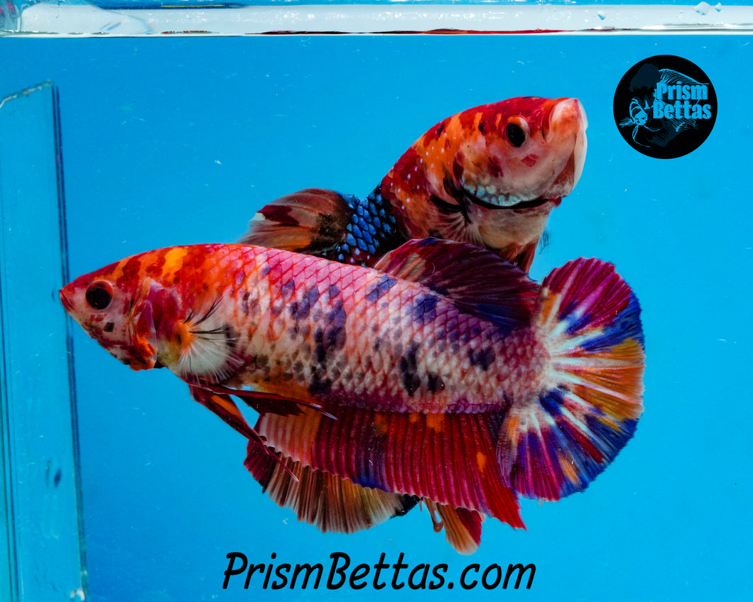 Candy Koi Halfmoon Plakat Female