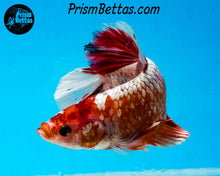 Load image into Gallery viewer, Marble GIANT Halfmoon Plakat Male