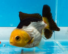 Load image into Gallery viewer, Panda Oranda (2.75-3.5 inches) Imported from Thailand