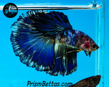 Load image into Gallery viewer, Marble Halfmoon Male