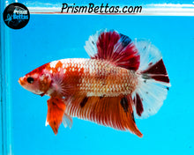 Load image into Gallery viewer, Marble GIANT Halfmoon Plakat Male