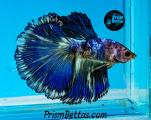 Load image into Gallery viewer, Marble Halfmoon Male