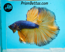 Load image into Gallery viewer, Mustard Gas Halfmoon Male