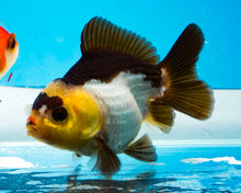 Load image into Gallery viewer, Panda Oranda (2.75-3.5 inches) Imported from Thailand