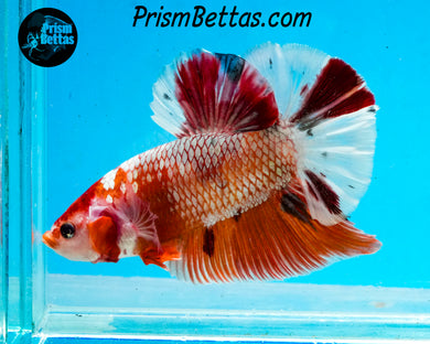 Marble GIANT Halfmoon Plakat Male
