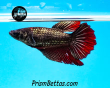 Load image into Gallery viewer, Red Copper Halfmoon Female