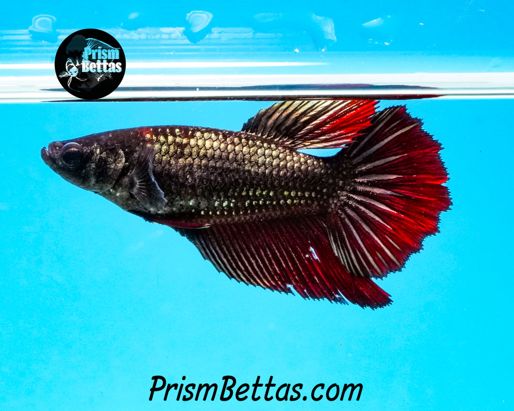 Red Copper Halfmoon Female