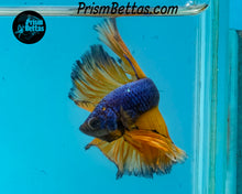 Load image into Gallery viewer, Mustard Gas Halfmoon Male