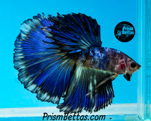 Load image into Gallery viewer, Marble Halfmoon Male