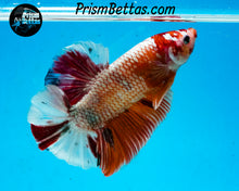 Load image into Gallery viewer, Marble GIANT Halfmoon Plakat Male