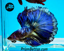 Load image into Gallery viewer, Marble Halfmoon Male