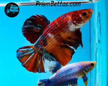Load image into Gallery viewer, Candy Koi GIANT Halfmoon Plakat Male