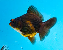 Load image into Gallery viewer, Bronze Shogun Godzilla Oranda (2.5-3 inches) Imported from Thailand
