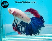 Load image into Gallery viewer, Marble Halfmoon Male