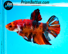 Load image into Gallery viewer, Candy Koi GIANT Halfmoon Plakat Male