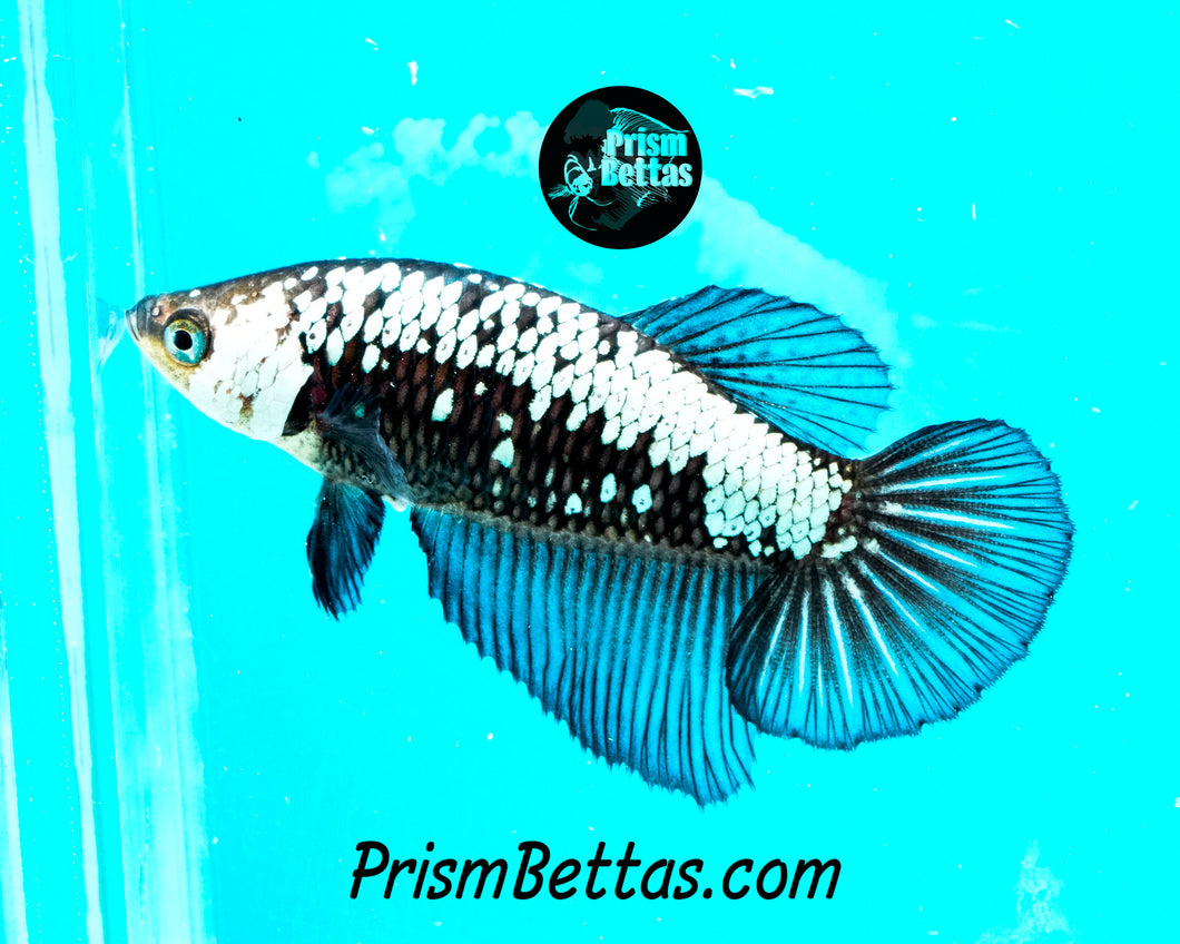 Black Dragon Marble Halfmoon Female